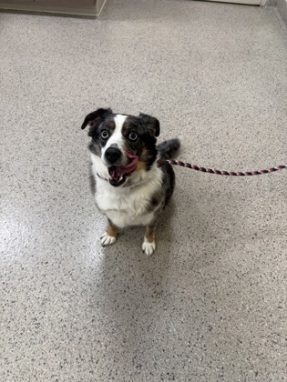 View Mylo the Dog Photo #1