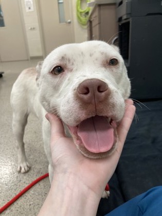 View Polar the Dog Photo #1