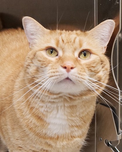 View Chris P Bacon the Cat Photo #2