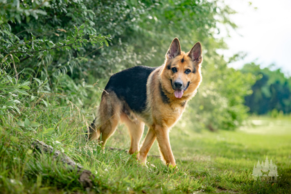 View Jaxon the Dog Photo #2