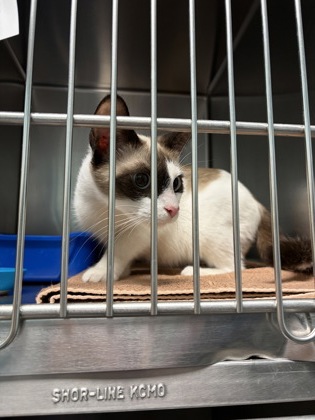 Help Rehome This Cat Cat