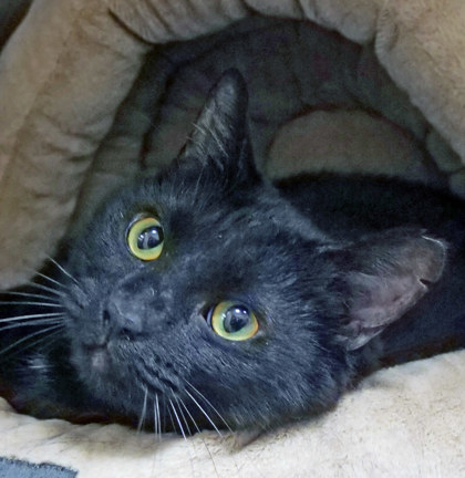 View Keanu the Cat Photo #1