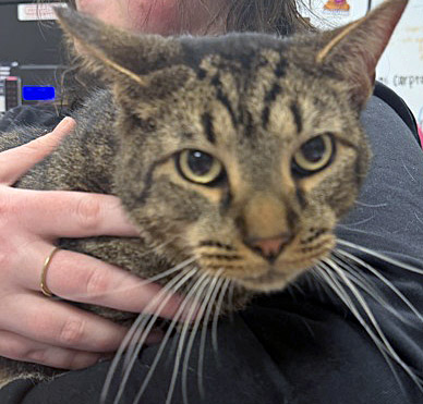 View Blaze the Cat Photo #2