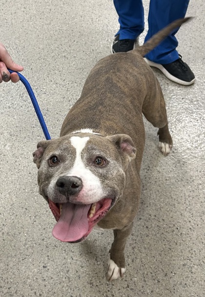 View Sasha (in Foster) the Dog Photo #1