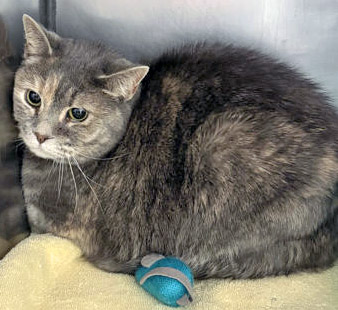 View Luna Grace the Cat Photo #2