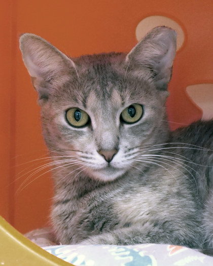 View Super Nova (at Smitten Kitten) the Cat Photo #2