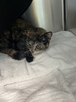 View Nutter Butter the Cat Photo #1