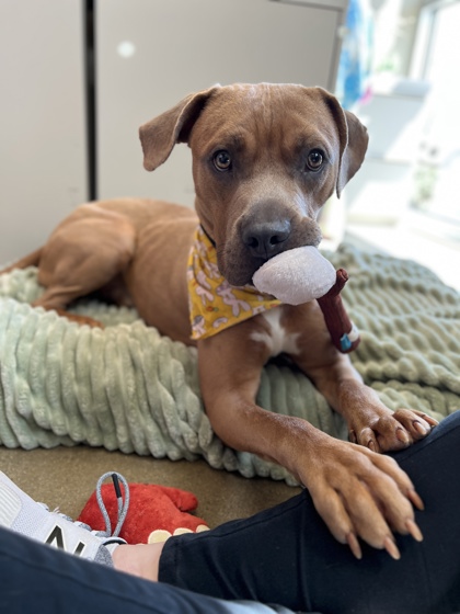 View Kronk the Dog Photo #1