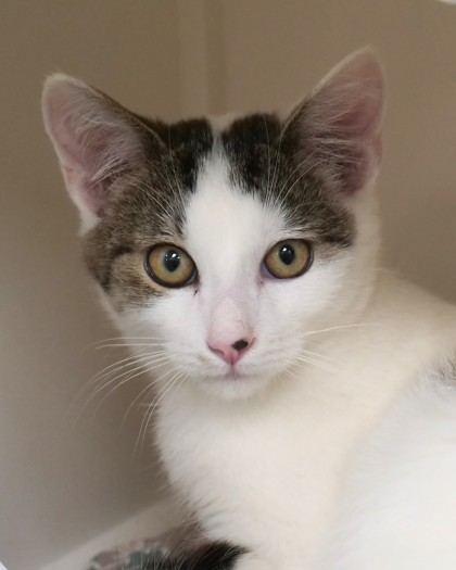 View Oyster the Cat Photo #1