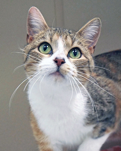 Learn More About Codex (at Smitten Kitten)