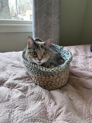 View Ramona the Cat Photo #2