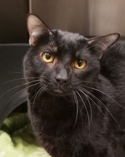 View Connor the Cat Photo #2