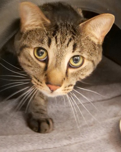 View Deep Eddy the Cat Photo #3