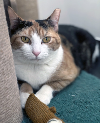 View Lillia (in Foster) the Cat Photo #2