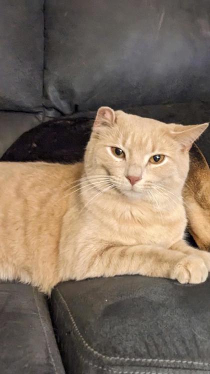 Have You Seen Frank? Cat