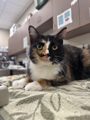 AMORA - Domestic Shorthair / Mix available for adoption