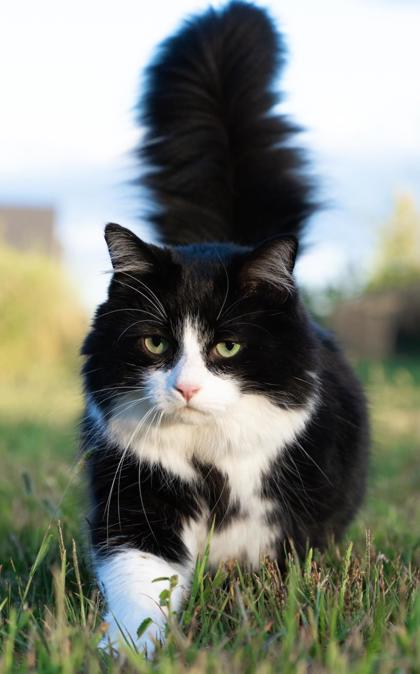Cat