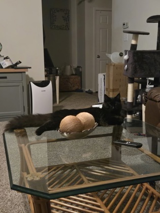 View Lost Cat Photo #1