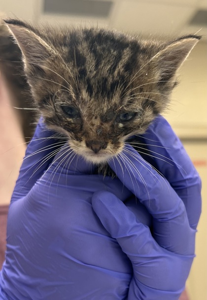 Help Rehome This Cat Cat