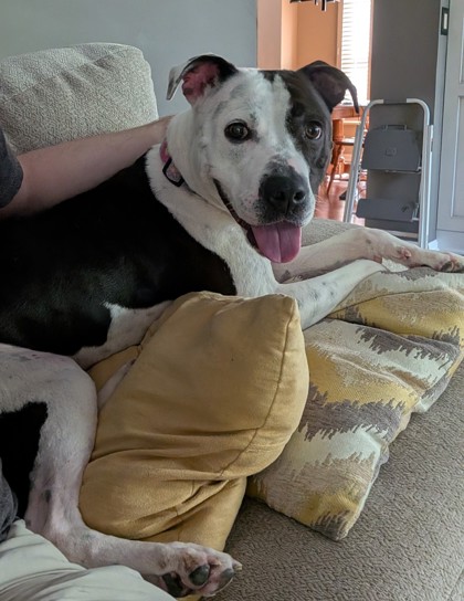 Dolphin (In Foster)