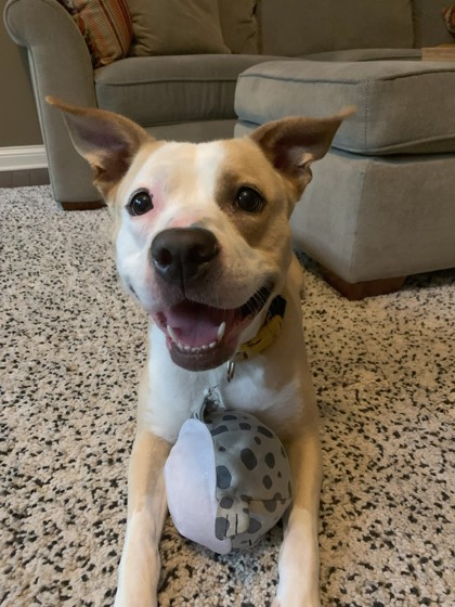 View Misty (In Foster) the Dog Photo #2