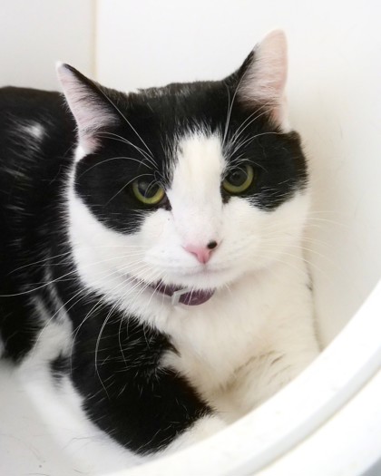 Learn More About Mammoth