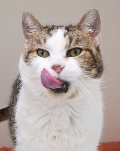 Learn More About Flower