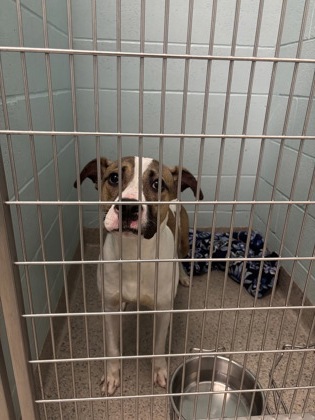 Help Rehome This Dog Dog