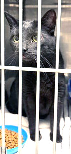 View Sparky (in Foster) the Cat Photo #2
