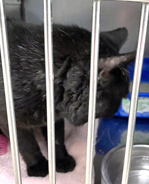 View Uncle Fester the Cat Photo #2