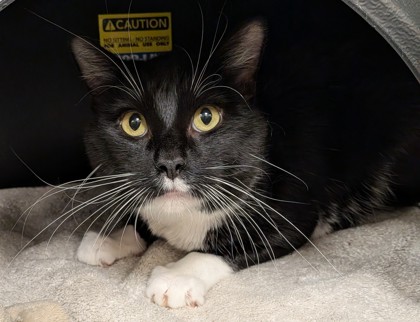 BUBBA - Domestic Shorthair / Mix available for adoption