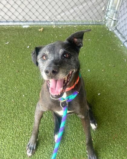 Learn More About Pixie (in Foster) Photo of Pixie (in foster)