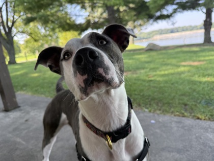 View Romeo the Dog Photo #3