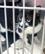 View Llama the Cat Photo #2