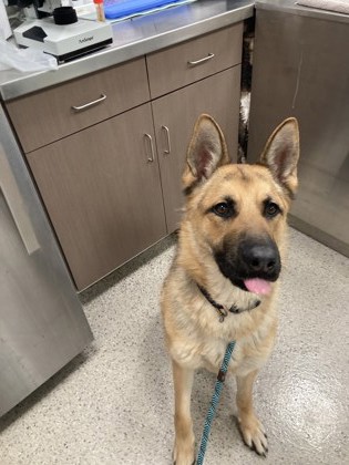 View Paco the Dog Photo #1