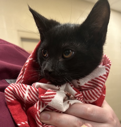 Help Rehome This Cat Cat