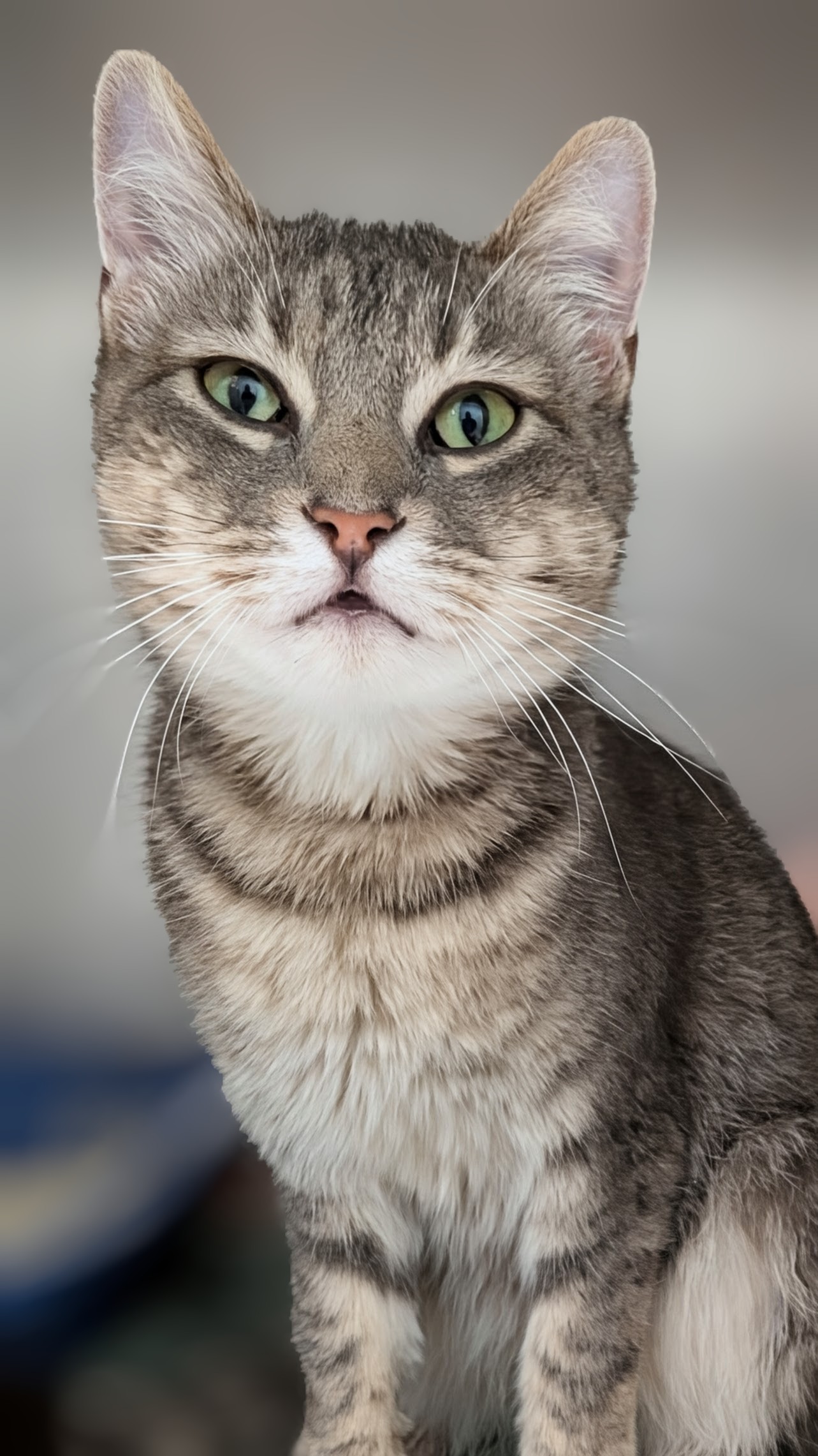 Learn More About Kitty