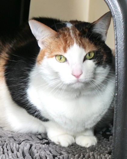 View Evermore the Cat Photo #2