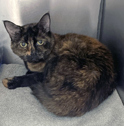 Learn More About Kacey (bonded With Kalee)