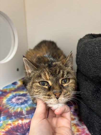 View Matilda the Cat Photo #2