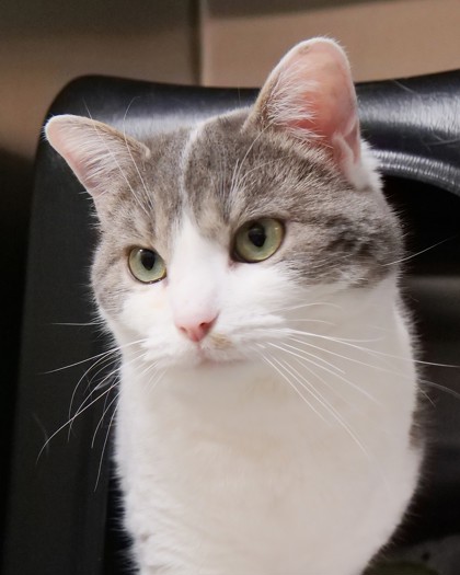 View Fiona (at PetSmart) the Cat Photo #1