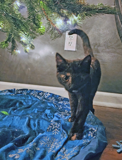 View Carly the Cat Photo #1