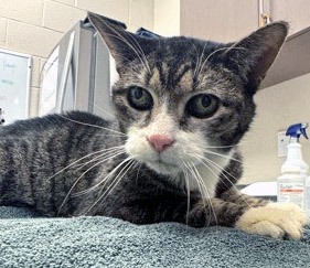 View Jinxy (in Foster) the Cat Photo #1