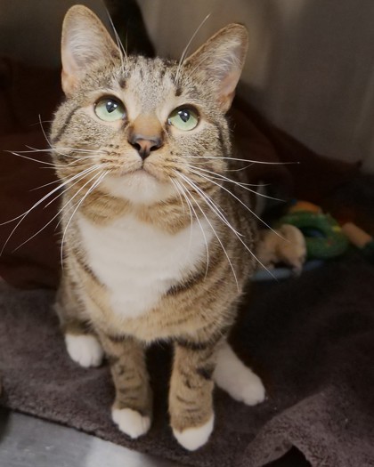 Learn More About Otter (at Smitten Kitten) Photo of Otter (at Smitten Kitten)