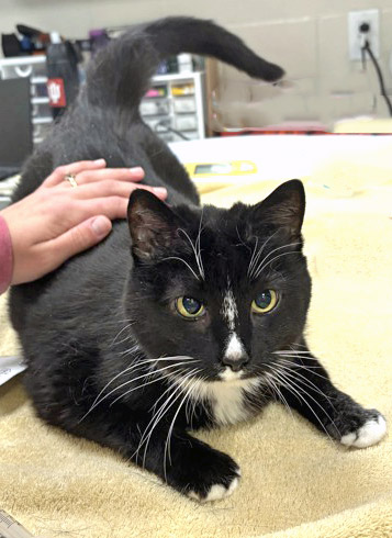 View Jamie (in Foster) the Cat Photo #2