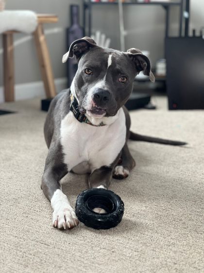 View Hays(in Foster) the Dog Photo #1