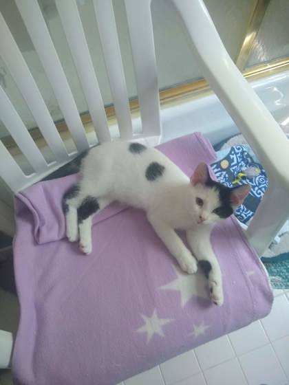 View Root the Cat Photo #3