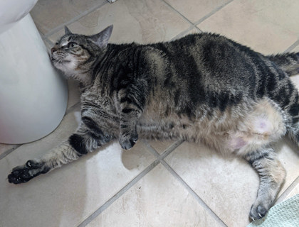 View Fiona (in Foster) the Cat Photo #2