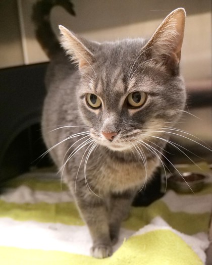 Learn More About Fluffy (at Smitten Kitten)