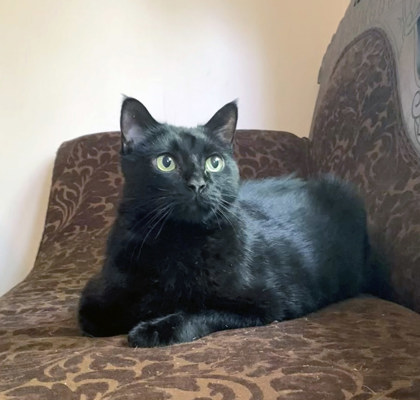 Big Boy (in foster)